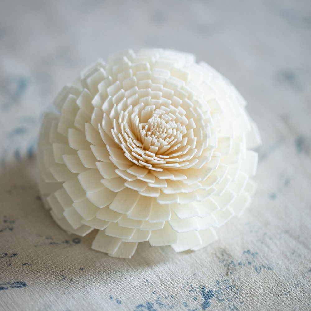 Chrysanthemum Diffuser Flower close-up