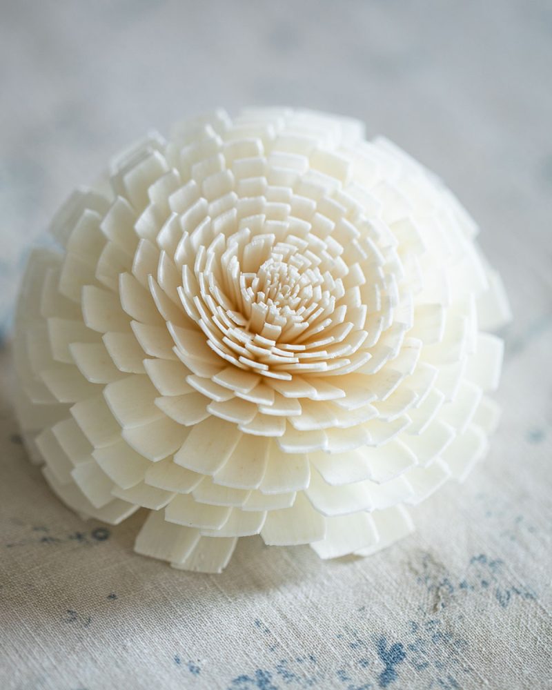 Chrysanthemum Diffuser Flower close-up
