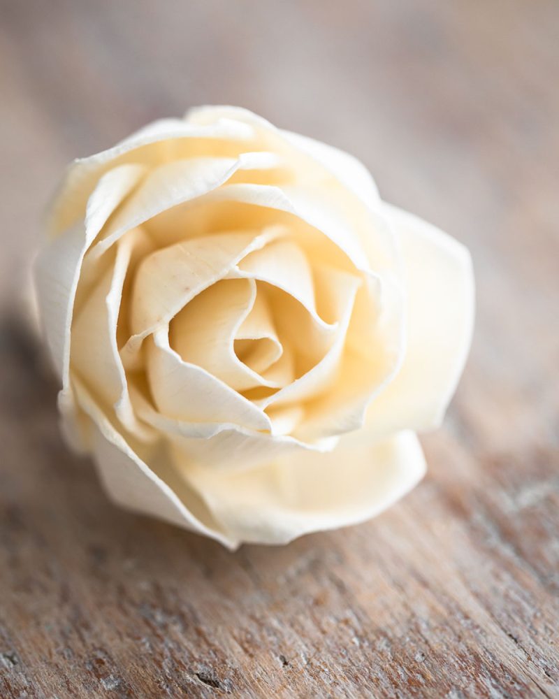 Little Rose diffuser flower close-up