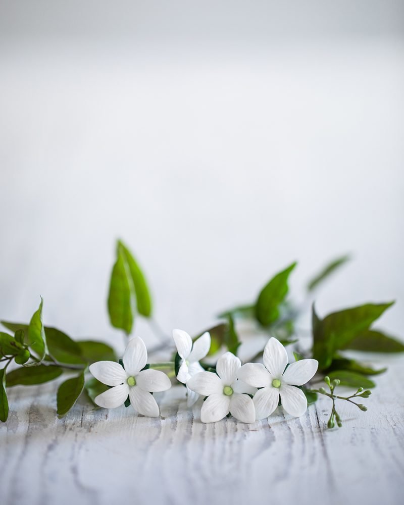 White jasmine flowers styled naturally to reflect the Oriental Jasmine fragrance